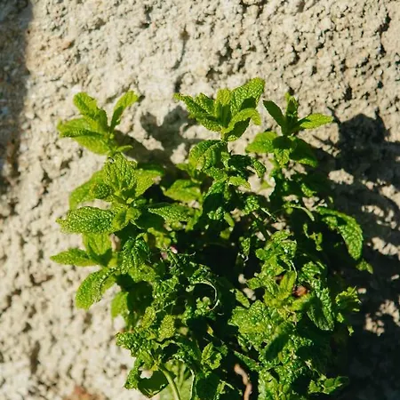 Villa βίλλα φανούλα Fanoula *