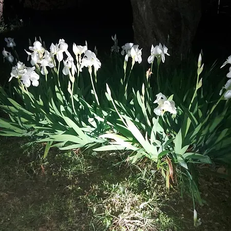 Villa βίλλα φανούλα Fanoula Hórto