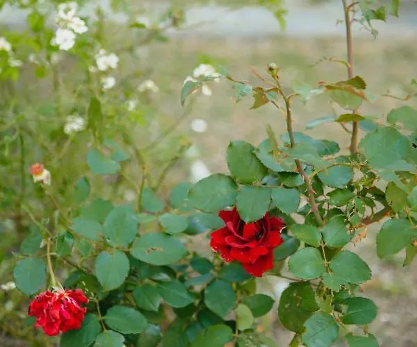 Villa βίλλα φανούλα Fanoula Chorto