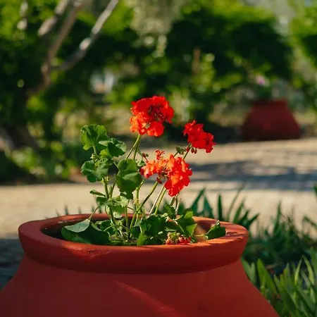 βίλλα φανούλα Fanoula Villa Chorto