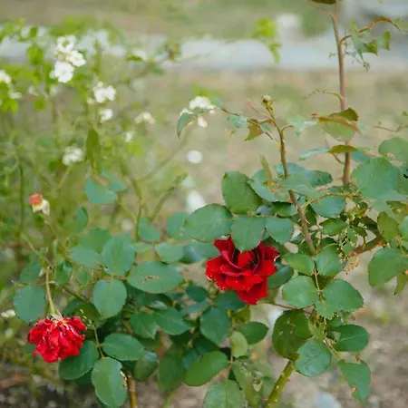 Villa βίλλα φανούλα Fanoula Chorto