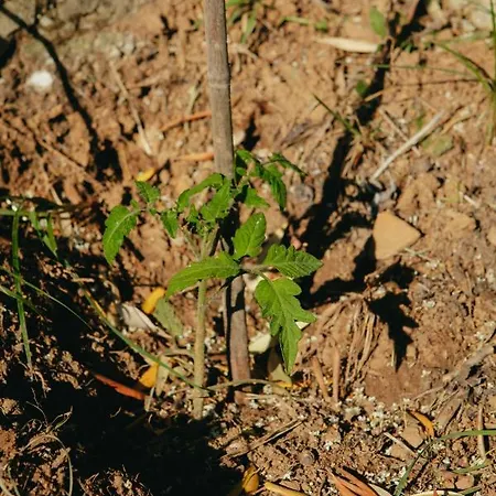 Villa βίλλα φανούλα Fanoula