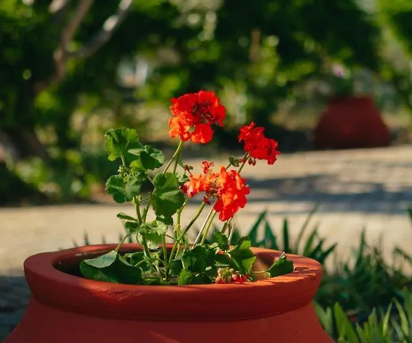 βίλλα φανούλα Fanoula 别墅 寇特