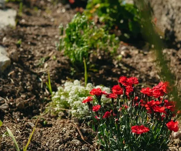 βίλλα φανούλα Fanoula 别墅