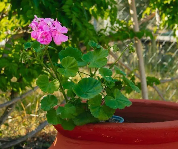 βίλλα φανούλα Fanoula 别墅 *