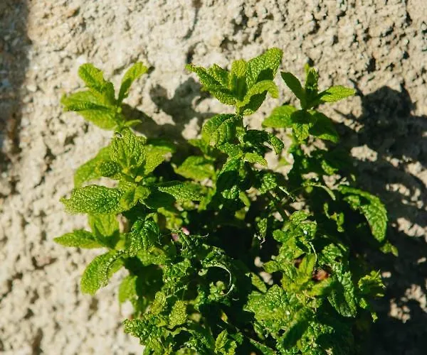 别墅 βίλλα φανούλα Fanoula *