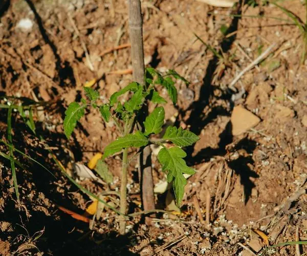 别墅 βίλλα φανούλα Fanoula